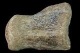 Fossil Mosasaur (Platecarpus) Caudal Vertebra - Kansas #136661-1